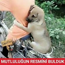 Hayat Sevince Paylasinca Guzel Sosyalokuz Okuz Caps Oyun Begen Yeni Mutlu Mutluluk Kopek Bisiklet Sarilmak Sevgi Keyif Re Hayvan Caps Ve Resim