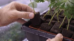 growing a mother plant as the foundation for your garden