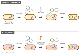 Bacterial transformation definition, steps, types, protocol. Bacterial Transformation And Competent Cells A Brief Introduction Thermo Fisher Scientific Fr
