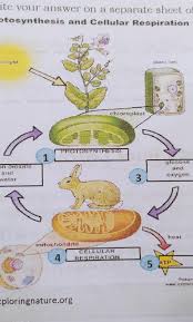 Both plants and animals use cellular respiration to make energy. 1 By Looking At The Diagram Above How Are Cellular Respiration And Photosynthesis Connected From One Brainly Ph