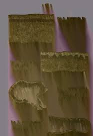 Image result for Nolletia zambesica