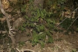 Image result for Leptactina