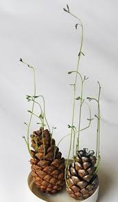 La seule chose importante que j'avais à lui ainsi passait la vie pour ma tante léonie, toujours identique, dans la douce uniformité de ce qu'elle appelait avec un dédain affecté et une tendresse. Germination Dans Une Pomme De Pin L Atelier De Josy Josy79 Over Blog Com