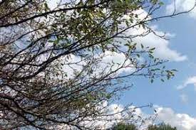 Maybe you would like to learn more about one of these? Why Is My Crabapple Tree Losing Leaves Msu Extension