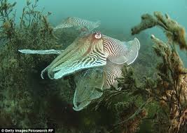 Its earliest recorded designation is cudele (the compound cuttlefish does not. Cuttlefish Hold Their Breath To Avoid Their Electrical Field Being Detected By Sharks Onlinenigeria Com