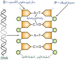 نتيجة بحث الصور عن ‫بنية الDNA‬‎