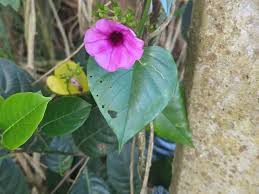 Image result for Argyreia nervosa