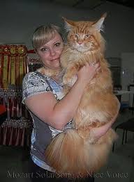 Despite her size and history, the maine coon cat is sweet tempered and gentle. Pin On Cats