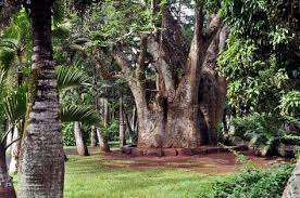 Panoramio Photo Of Jardin Pamplemousse Le Baobab Baobab Photo Plants