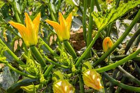 We did not find results for: 5 Tips For Growing Great Zucchini
