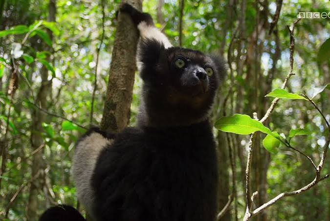 Planet Earth II: the anticipated BBC sequel premieres in the US | Vox