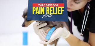 6 Best Dog Pain Relief Aids Of 2020 Dog Pain Reliever Buying Guide