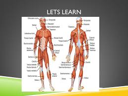 The muscles of the back can be arranged into 3 categories based on their location:. Upper Body Muscles Of The Chest And Back Objective Students Will Be Able To List And Identify And Explain The Major Functions Of The Front And Back Ppt Download