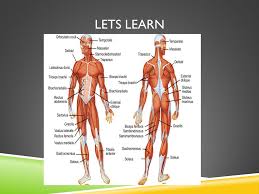 The muscles of the human body are responsible for movement; Upper Body Muscles Of The Chest And Back Objective Students Will Be Able To List And Identify And Explain The Major Functions Of The Front And Back Ppt Download