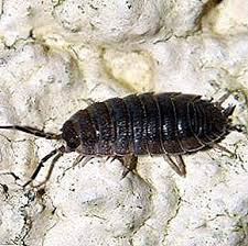 It's a place where all searches end! Odun Biti Turleri Deniz Armadillo Siradan Kirkayak Silverfish Dvuvostok Ve Digerleri Apartmanda Uretilirlerse Ne Yapmali Sebze Bahcesi