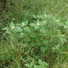 Image result for Astripomoea grantii