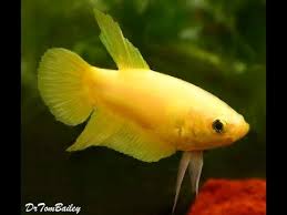 Betta fish # super yellow #betta yellowthanks for subscribing!! Pure Yellow Betta Fish Very Rare Betta Fish Youtube
