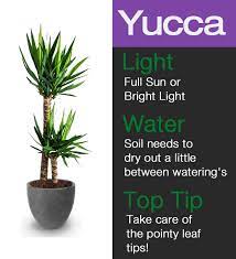 The Yucca Houseplant Simple Care Tips Yucca Plant Care Yucca Plant Yucca Plant Indoor