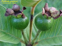 Image result for Psidium guajava