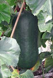 From inside it has a creamy watery texture with large seeds. Winter Melon Definition And Synonyms Of Winter Melon In The English Dictionary