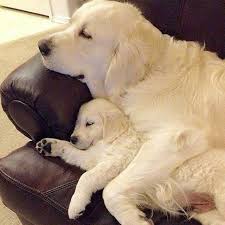 In fact, utah is one of the best states in the country to buy, rescue or adopt a puppy. 900 Loveliest Dogs Ideas Dogs Cute Dogs Puppies