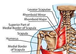 Pin On Anatomy