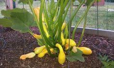 Continue to 5 of 5 below. 34 Best Growing Zucchini Ideas Growing Zucchini Zucchini Growing Vegetables