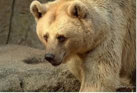 Syrische Bruine Beer Bruine Beer Beer Dieren