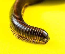 Check spelling or type a new query. Royalty Free Centipedes Photos Free Download Pxfuel