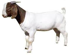 Goat Png Image Goats Color Palette Color