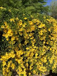 Image result for Dolichandra unguis-cati