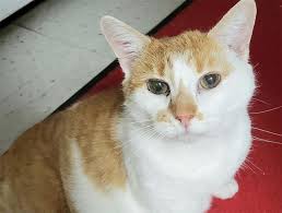 It has been identified as an important issue in geriatric health care. Perineal Urethrostomy Blocked Cat