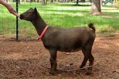 Image result for nigerian dwarf goat description