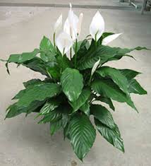 Consumption of a peace lily can cause irritation of the tongue and lips, increased salivation, difficulty swallowing. Peace Lily Care How To Grow Spathiphyllum Epic Gardening