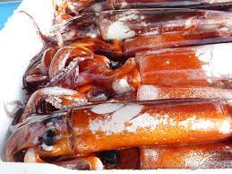 We did not find results for: Squid As Food Wikipedia