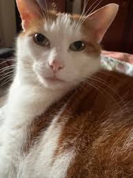 Larry the Cat @Number10cat My pal @PoliticalPics caught me between naps  8:03 pm·09 09 pm 09 Oct Oct 25 19.9K Views 76 Reposts 3 Quotes 1,478 Likes  12 Bookmarks