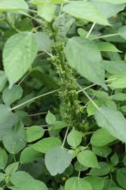 Image result for Acalypha ciliata