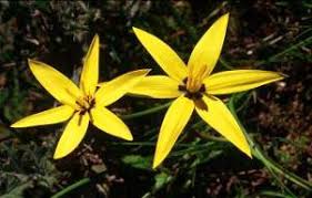 Image result for Hypoxis kilimanjarica