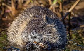 Image result for Micractis