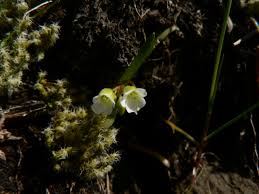 Image result for Montia