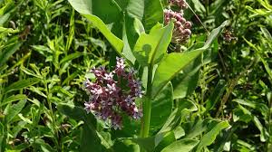 Image result for Ascolepis capensis