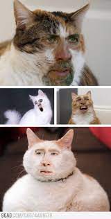 Pin By Jojo Mcdodd On Funny Weird Funny Face Swap Face Swaps Funny Pictures
