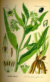 Just spread the leaves around the edges of plant roots and then bury them with 2 inches (5 cm.) of soil. All About Comfrey The Permaculture Research Institute
