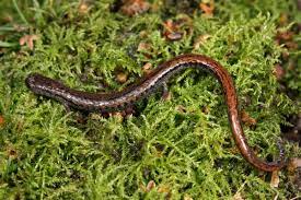 The California Slender Salamander Batrachoseps Attenuatus Is A Lungless Salamander That Is Found Primari Amphibians Animal Companions Reptiles And Amphibians