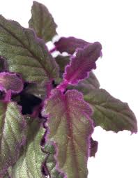 Image result for Gynura