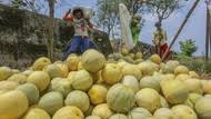 Buah dan sayuran kali ini di buat dalam bentuk makanan dan minuman. 5 Jenis Buah Yang Dipercaya Bisa Menurunkan Gula Darah