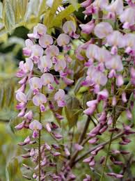 We did not find results for: Wisteria Floribunda Rosea Rosafarbener Japanischer Blauregen