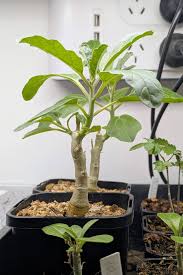 Image result for Pterodiscus