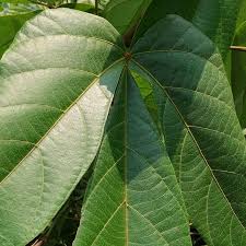 Image result for Manniophyton