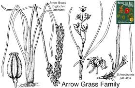 Image result for Juncaginaceae